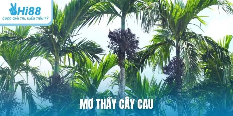Mơ thấy cây cau